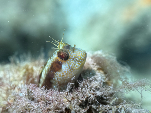 Seaweed blenny (Parablennius marmoreus) — Blenniidae — 4
