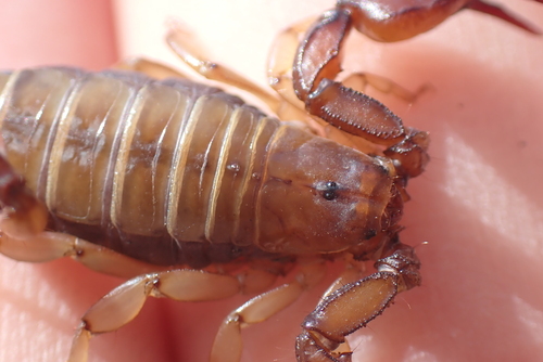 Balkan Scorpion