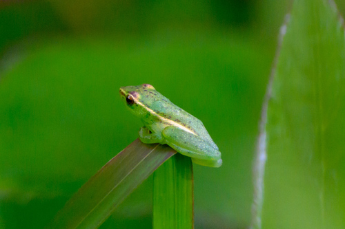 Sharp-headed Reed Frog