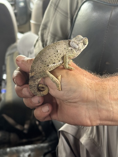 Flap-necked Chameleon
