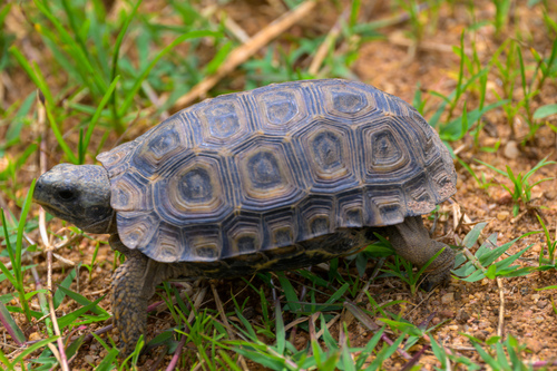 Speke's Hinge-back Tortoise