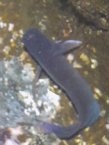 Black blenny (Ophioblennius atlanticus) — Blenniidae