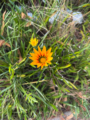 Foto de Gazania