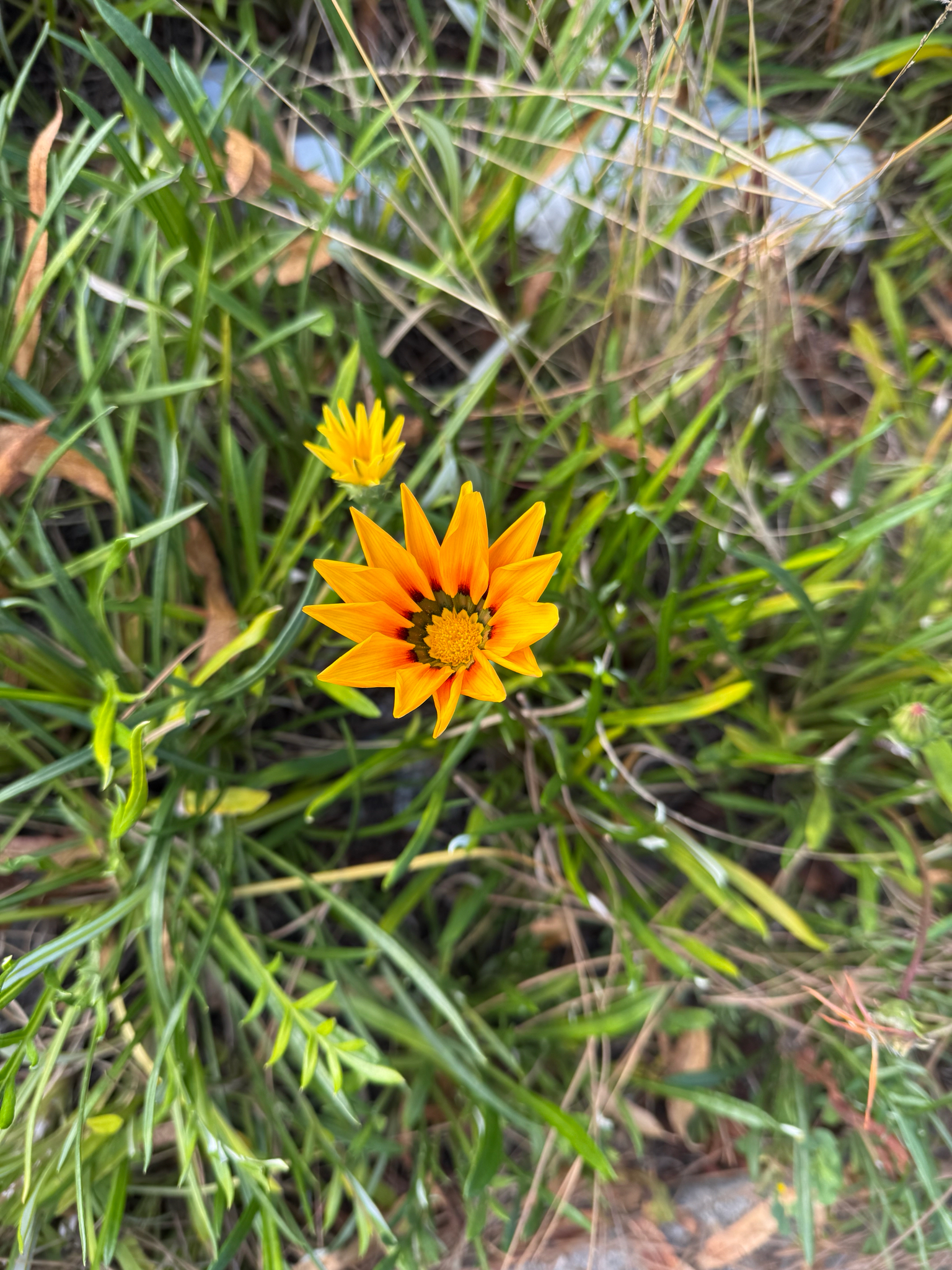 Imagem de Gazania