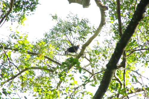 Ross's Turaco (Tauraco rossae), photo 10