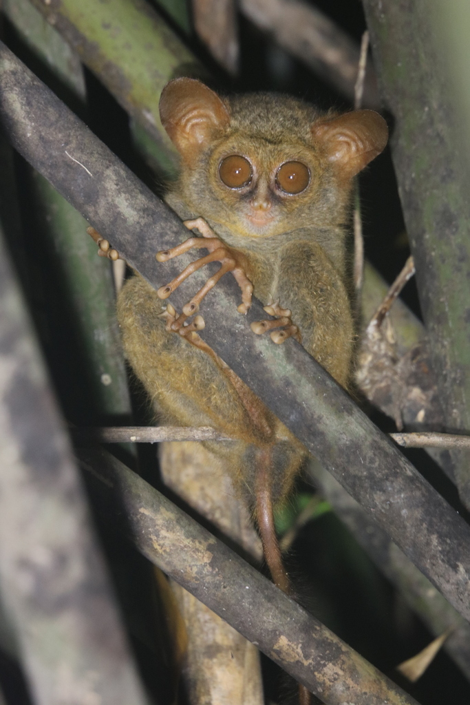 Jatna's Tarsier