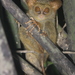 Jatna's Tarsier - Photo (c) Tom Kirschey, some rights reserved (CC BY-NC), uploaded by Tom Kirschey