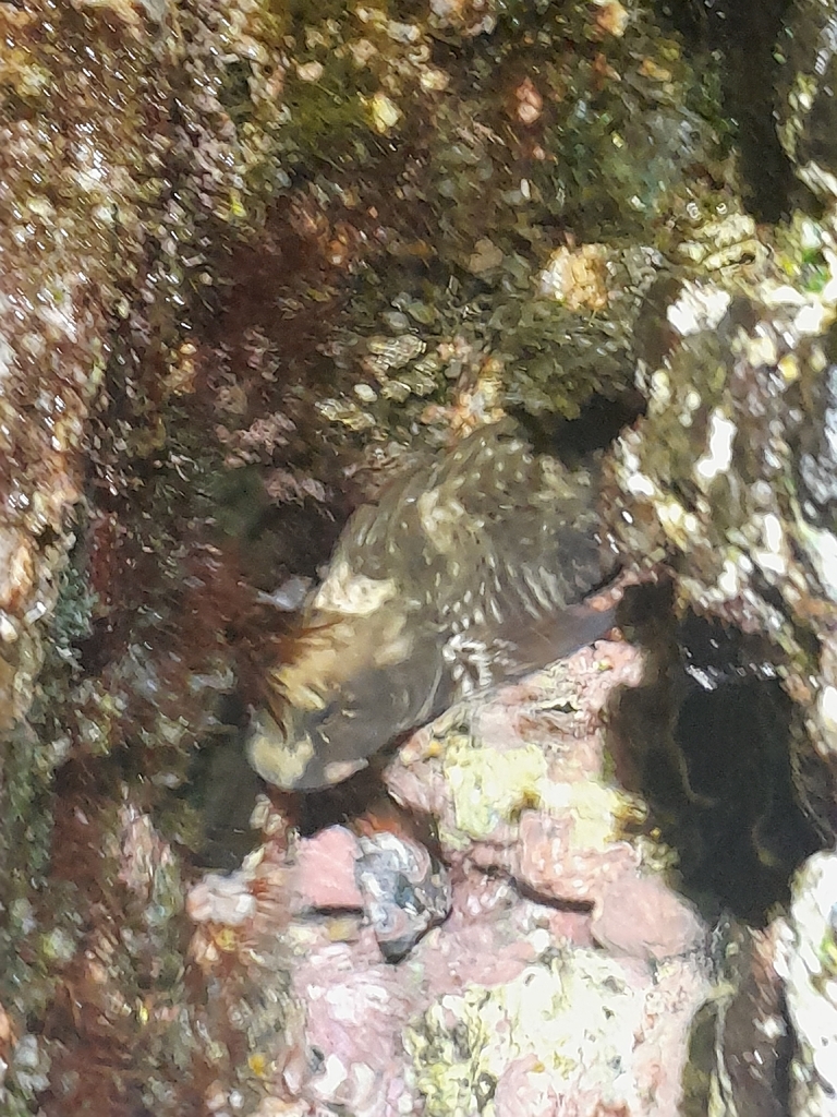 Rock-pool blenny (Parablennius parvicornis) — Blenniidae
