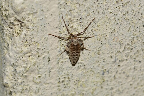 Winter moth