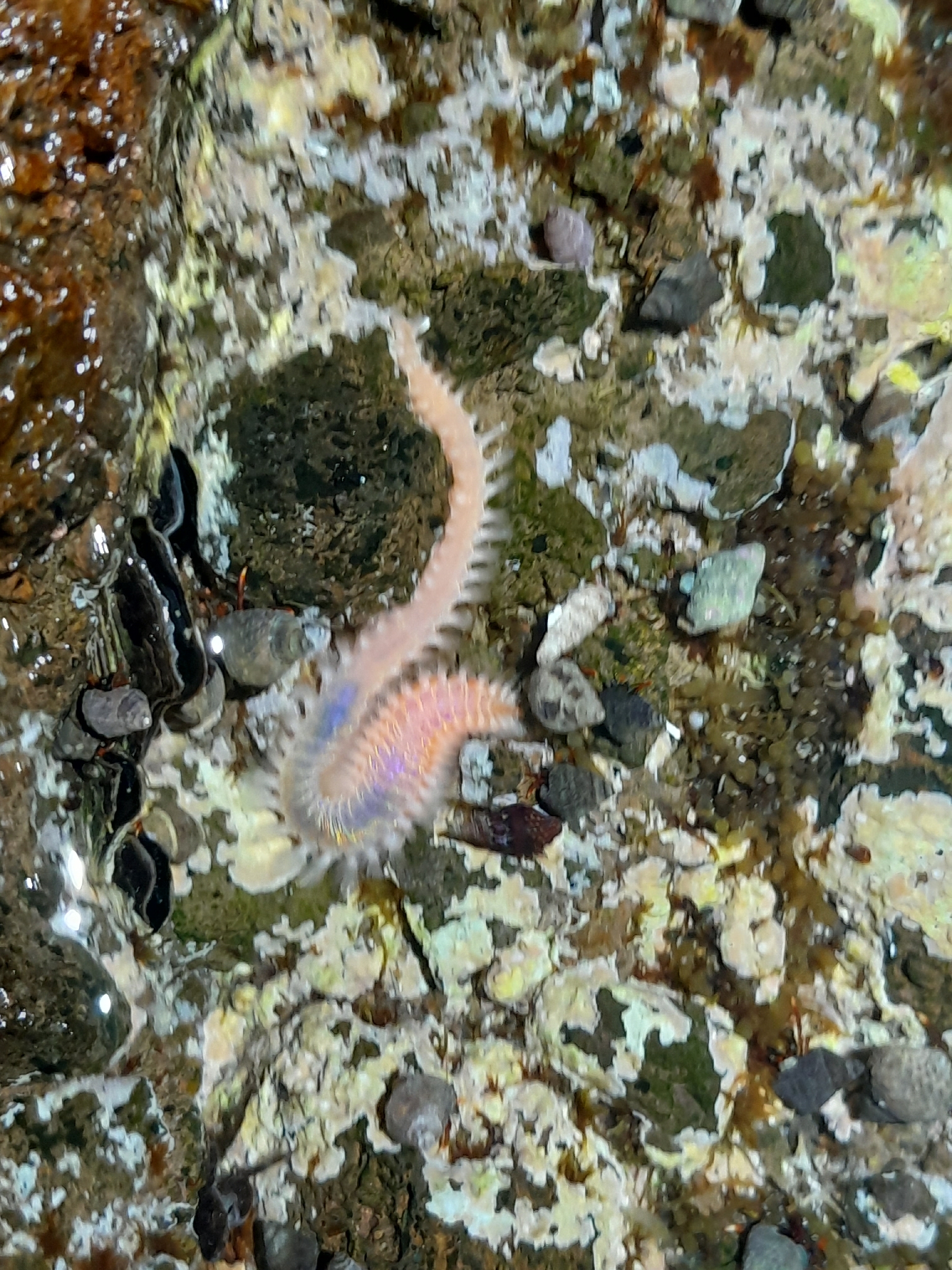 Eurythoe complanata (Pallas, 1766)