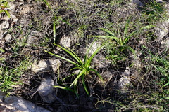 Toxicoscordion fremontii