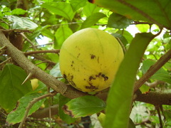 Oncoba spinosa