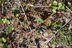 Euphorbia hirta image