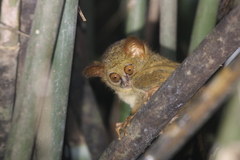 Tarsius supriatnai