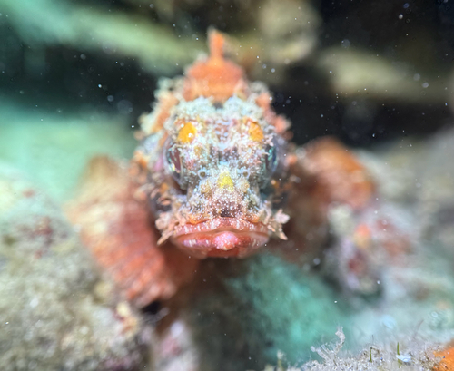 Barbfish (Scorpaena brasiliensis) — Scorpaenidae
