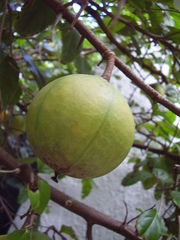 Oncoba spinosa