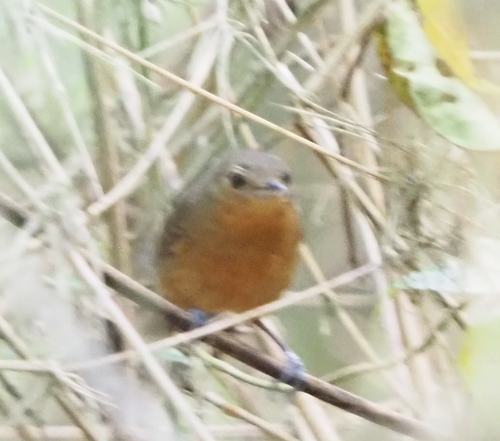 Dusky Antbird (Cercomacroides tyrannina), photo 3