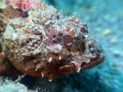 Barbfish (Scorpaena brasiliensis) — Scorpaenidae — 2