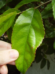 Oncoba spinosa