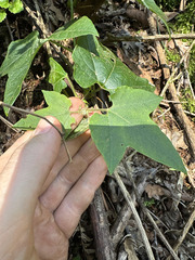 Passiflora exsudans