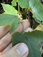 (c) Peter Quakenbush, some rights reserved (CC BY) Passiflora exsudans, photograph (c) Peter Quakenbush, some rights reserved (CC BY)
