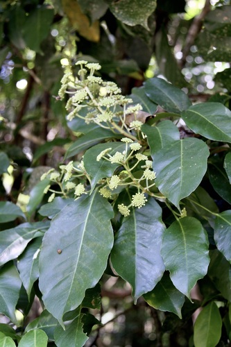 angelica tree (Dendropanax arboreus)