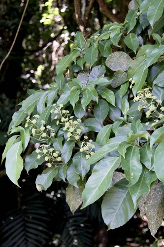 Dendropanax arboreus, photograph 5