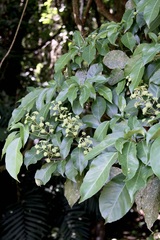 (c) Dr. Alexey Yakovlev, some rights reserved (CC BY) Dendropanax arboreus, photograph (c) Dr. Alexey Yakovlev, some rights reserved (CC BY)