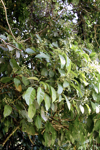 Dendropanax arboreus, photograph 6