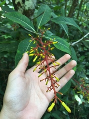 Palicourea padifolia