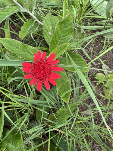 Erythrocephalum longifolium