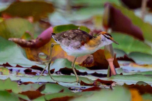 iNaturalist image