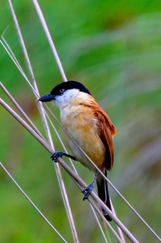 Marsh Tchagra