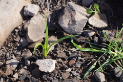 Toxicoscordion fremontii