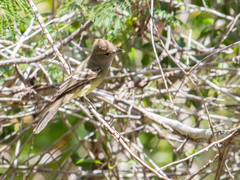 Camptostoma obsoletum
