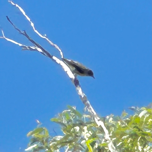 Varied Sittella (Daphoenositta chrysoptera)