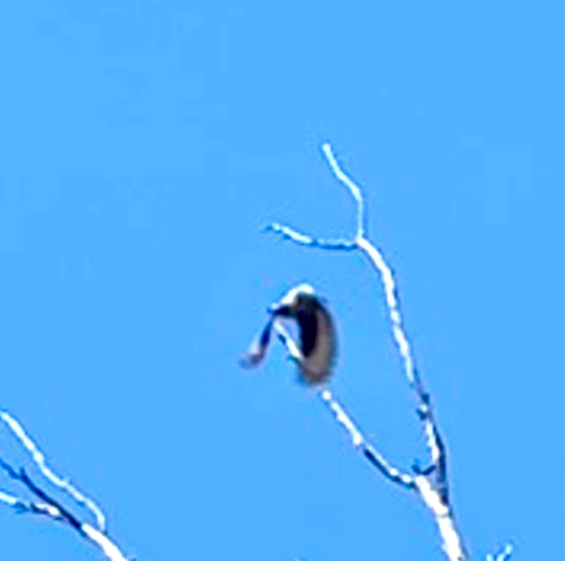 Varied Sittella (Daphoenositta chrysoptera), photo 4