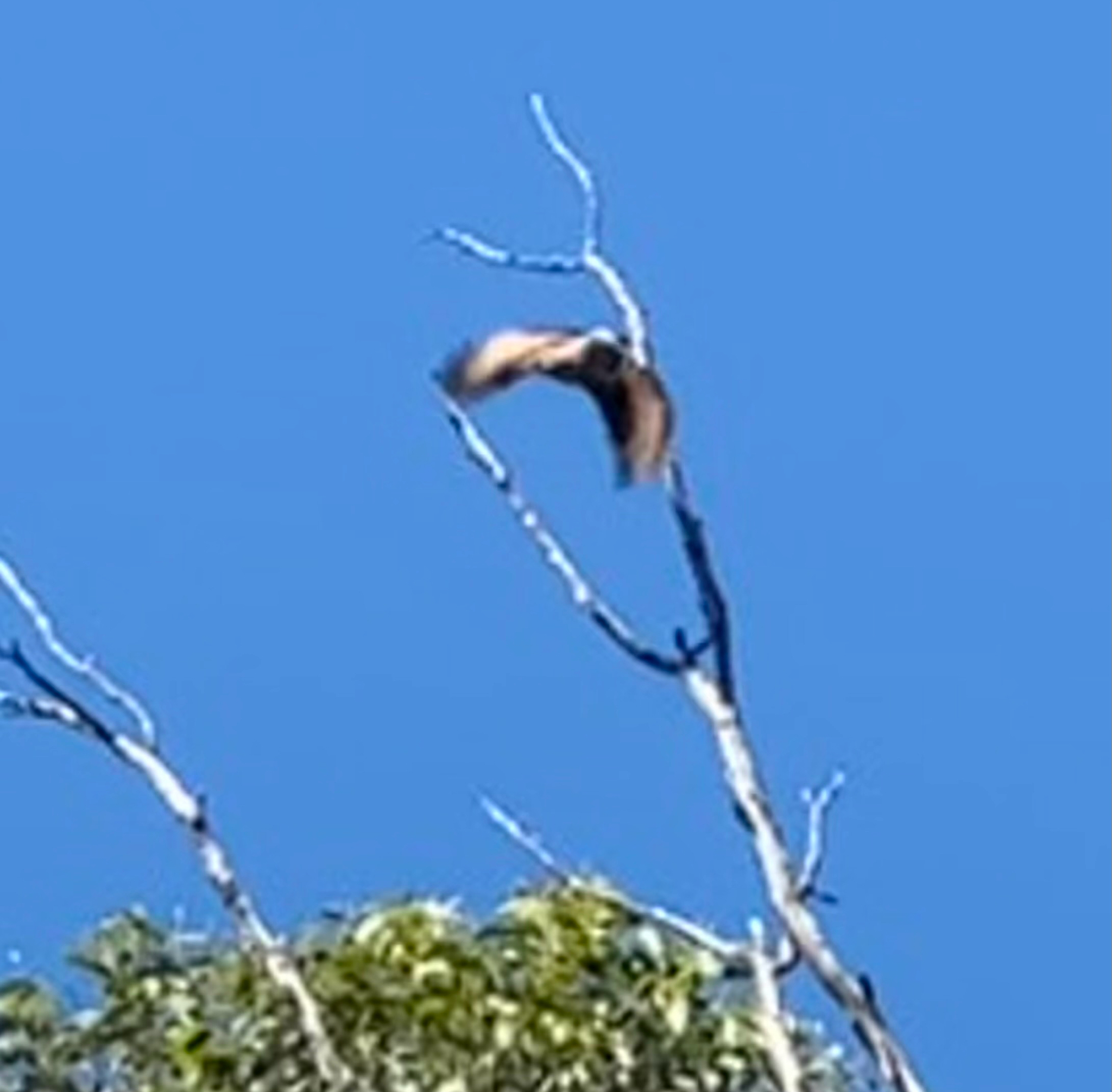 Varied Sittella (Daphoenositta chrysoptera), photo 3