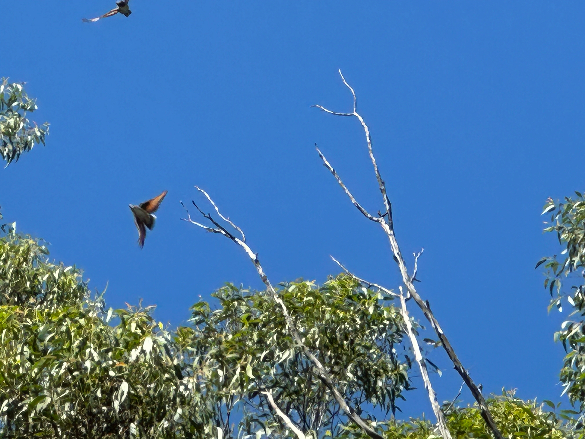 Varied Sittella (Daphoenositta chrysoptera), photo 2