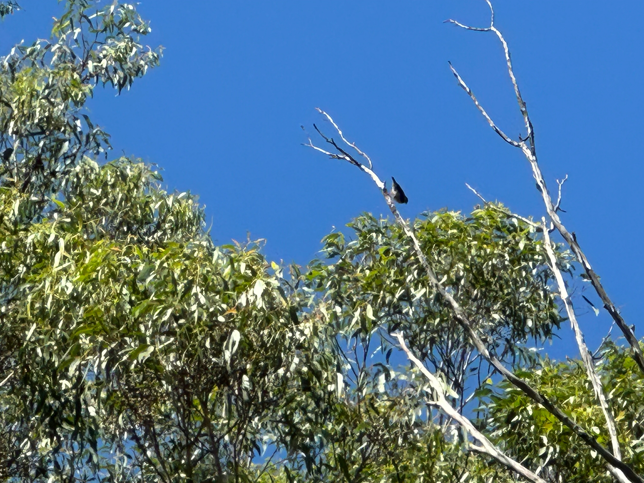 Varied Sittella (Daphoenositta chrysoptera), photo 5