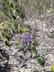 Passiflora subrotunda, photograph (c) stephen, some rights reserved (CC BY)