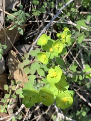 Euphorbia roemeriana