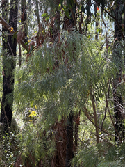 Acacia cognata