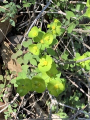 Euphorbia roemeriana