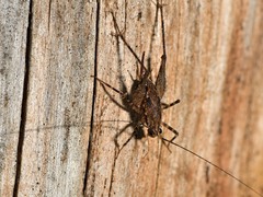 Pleioplectron hudsoni