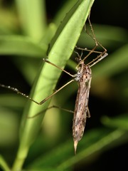 Gynoplistia magnifica