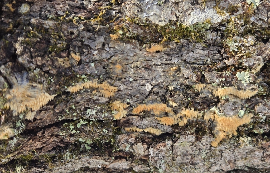 Radulomyces copelandii · January 2026 · photo: © alexgray01134 (iNaturalist, cc-by)