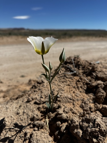 Cisco mariposa (Calochortus ciscoensis)
