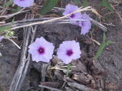 Ipomoea bahiensis