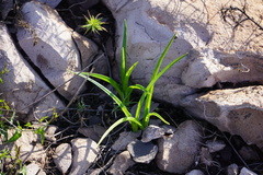 Toxicoscordion fremontii